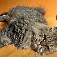 Tao participe au concours pour gagner de l'argent avec cette photo : cat, fluffy, gray_tabby, green_eyes, lounging, couch, orange_furniture, pet, indoor, relaxed, feline, whiskers, fur, closeup, domestic_cat, resting, cute, soft, portrait, cozy