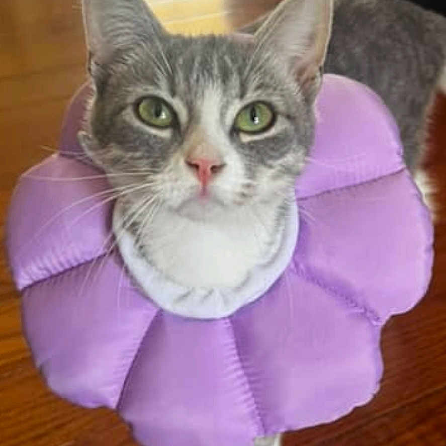 Daisy is registered to the contest to win money with this photo: abyssinian, animal, blanket, cat, cushion, egyptiancat, furniture, hardwood, headrest, homedecor, kitten, manx, ottoman, pet, pillow, siamese, snout, wood