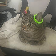 Tigrou participe au concours pour gagner de l'argent avec cette photo : animal, cat, chair, cozy, cushion, domestic_animal, ear_accessory, feather, feline, furniture, green_ring, home, indoor, looking_away, pet, relaxed, resting, soft_light, striped, tabby_cat