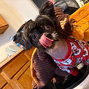 Braxton Moon joined the competition — help win amazing prizes! animal, black_dog, closeup, costume, cute, dog, face, festive, fur, holiday_outfit, indoors, kitchen, looking_up, pet, plush_toy, santa_print, small_dog, tongue, tongue_out, wooden_cabinets