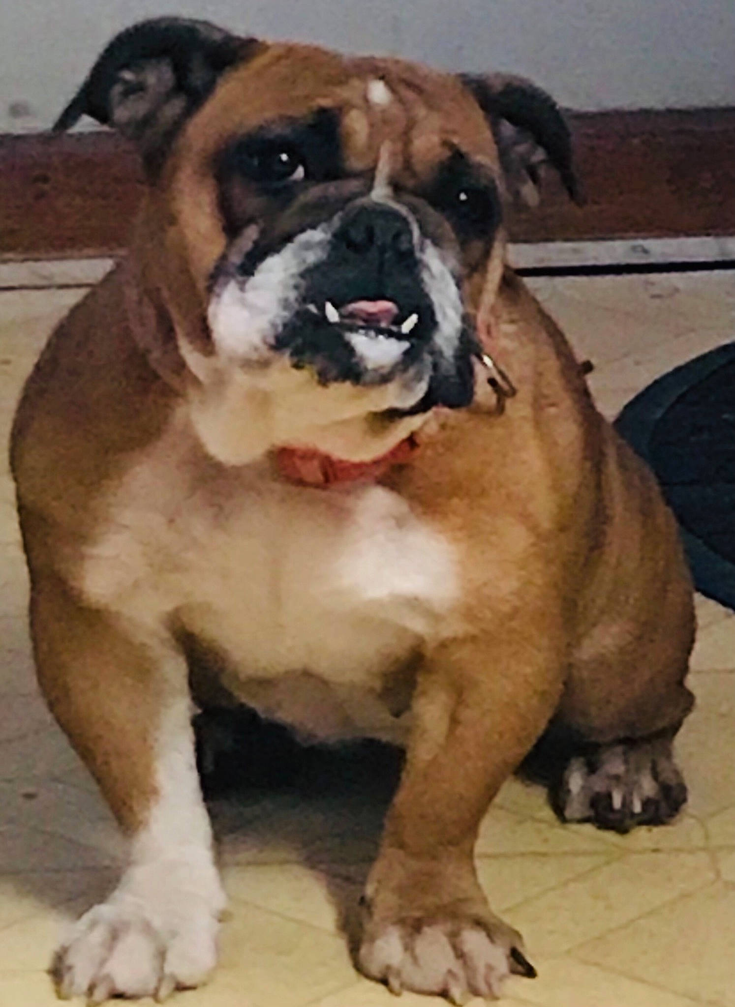 Buttercup is registered to the contest to win money with this photo: beige, brown, canidae, carnivore, dog, dog_breed, fawn, floor, flooring, foot, liver, skin, snout, terrestrial_animal, tile, toe, vertebrate, whiskers, working_animal, wrinkle