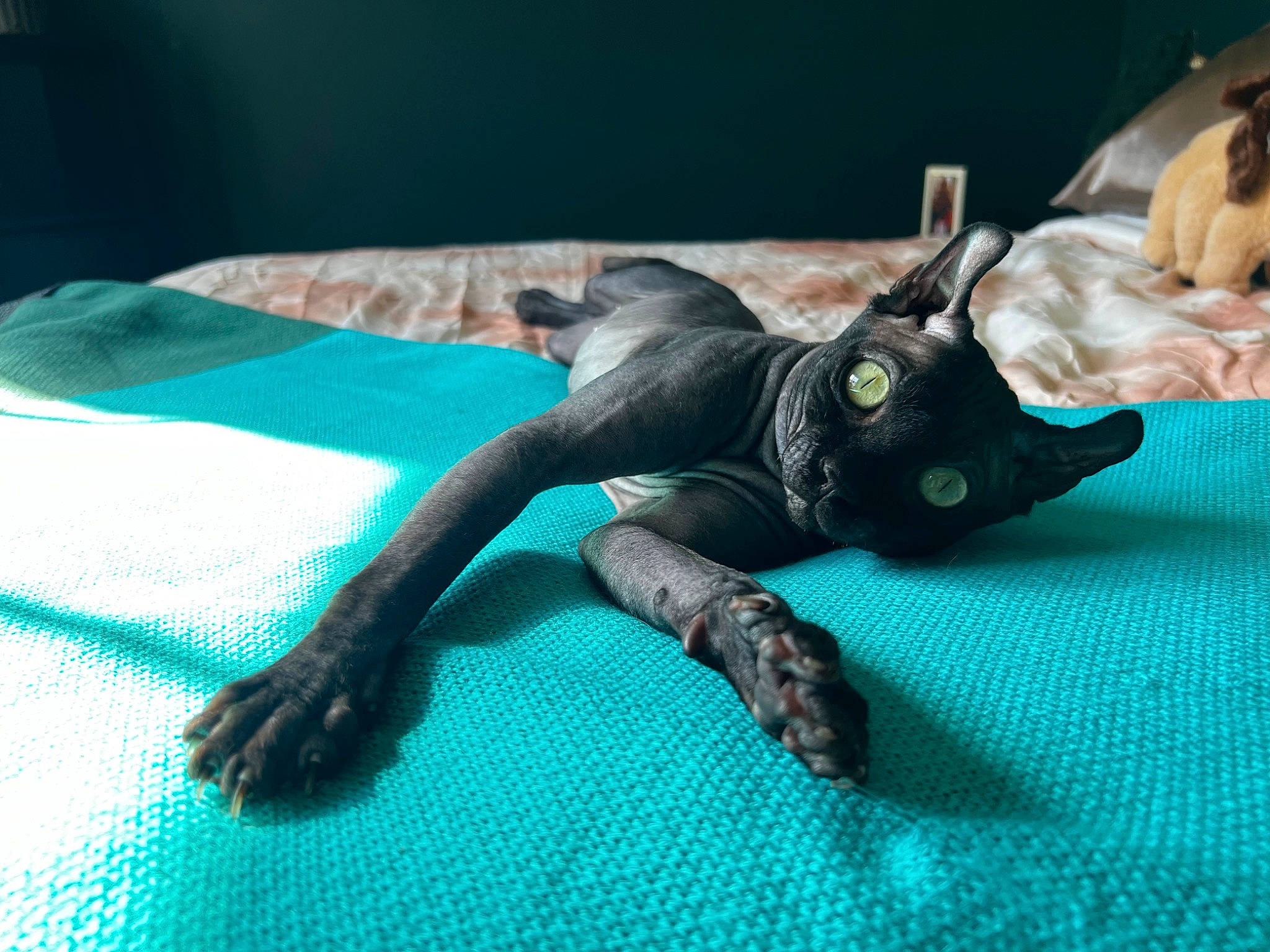 David is registered to the contest to win money with this photo: canidae, carnivore, claw, companion_dog, dog_breed, electric_blue, fawn, felidae, foot, human_leg, paw, plush, snout, sporting_group, stuffed_toy, tail, toy, toy_dog, working_animal, wrist