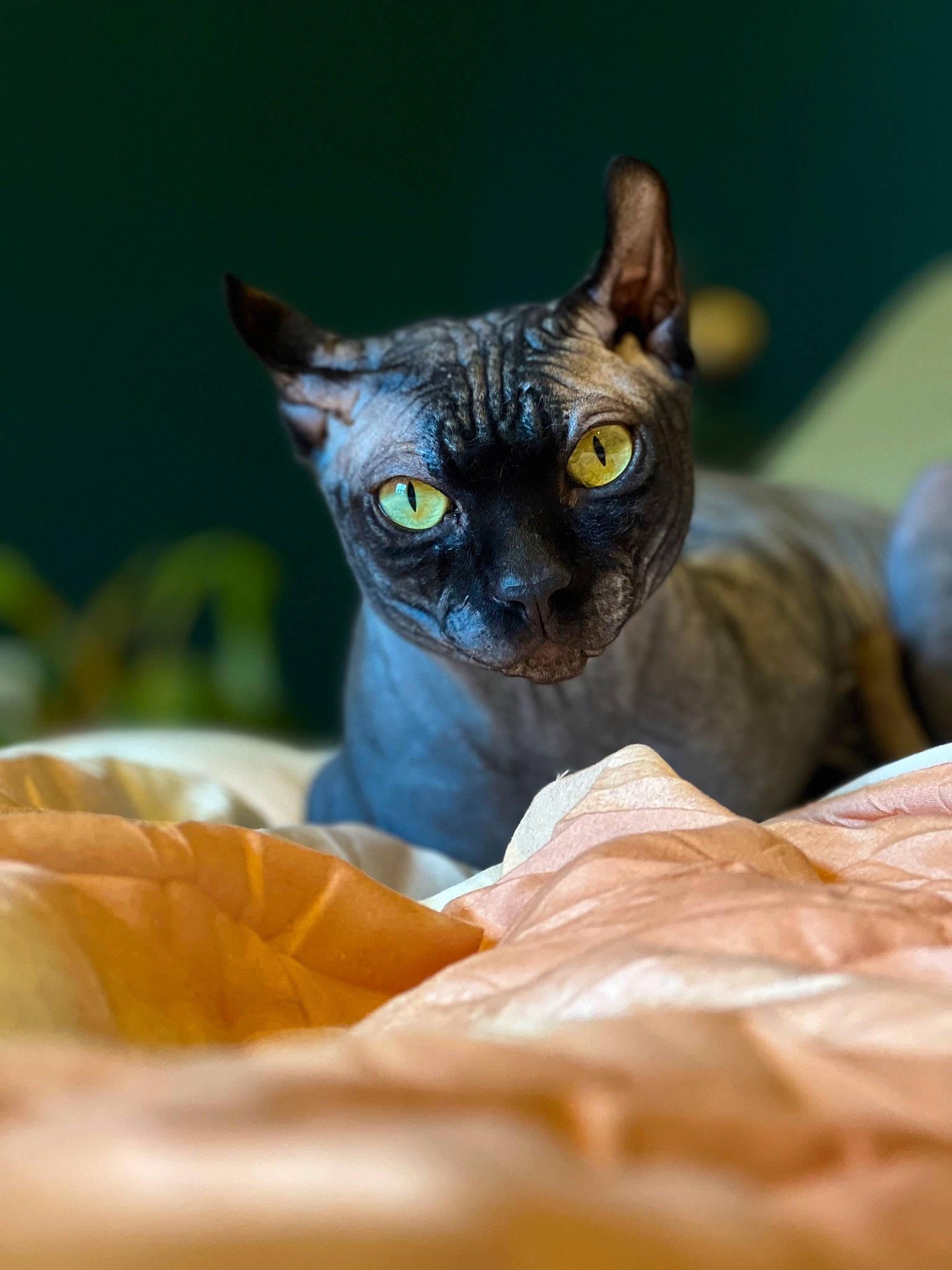 David joined the competition — help win amazing prizes! calabaza, carnivore, cat, cat_supply, comfort, domestic_short_haired_cat, felidae, fur, petal, pumpkin, small_to_medium_sized_cats, snout, vegetable, whiskers