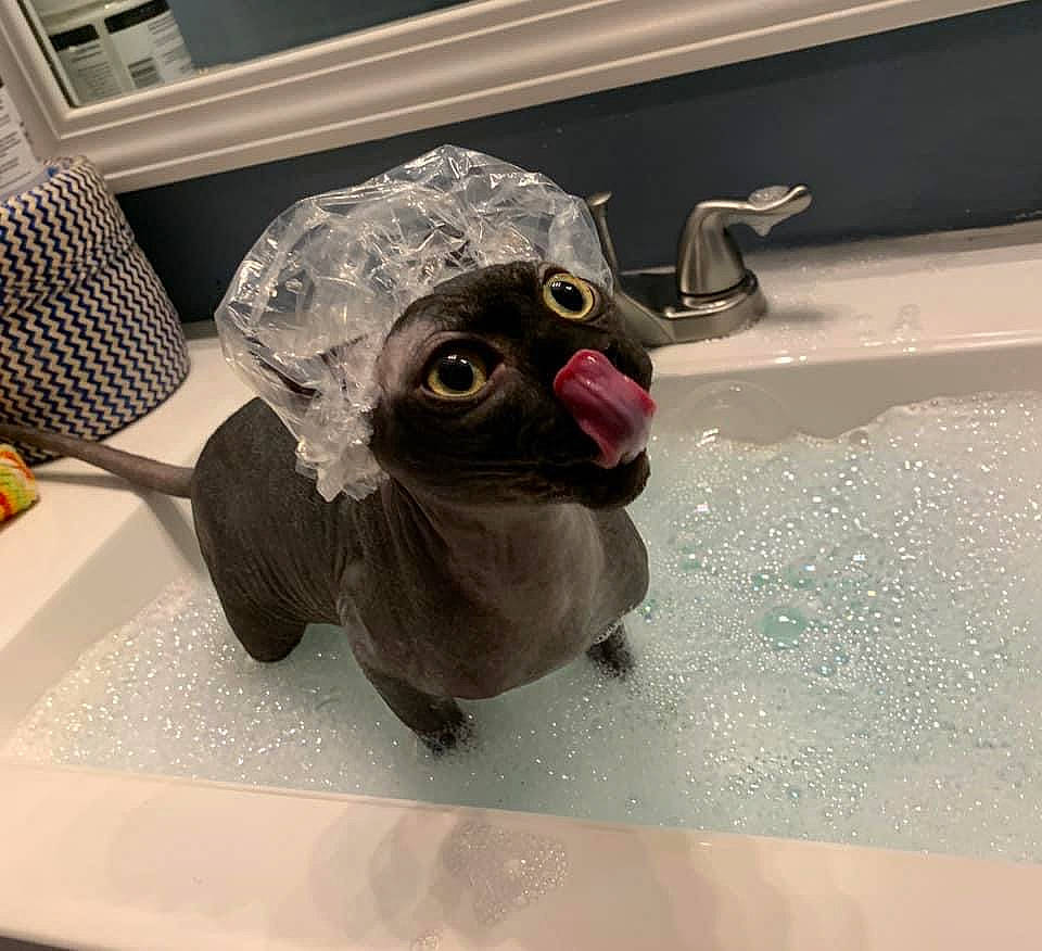 David is registered to the contest to win money with this photo: art, artifact, bathing, fawn, fish, flooring, glass, hat, metal, personal_protective_equipment, plush, sculpture, snout, stuffed_toy, toy, visual_arts, water