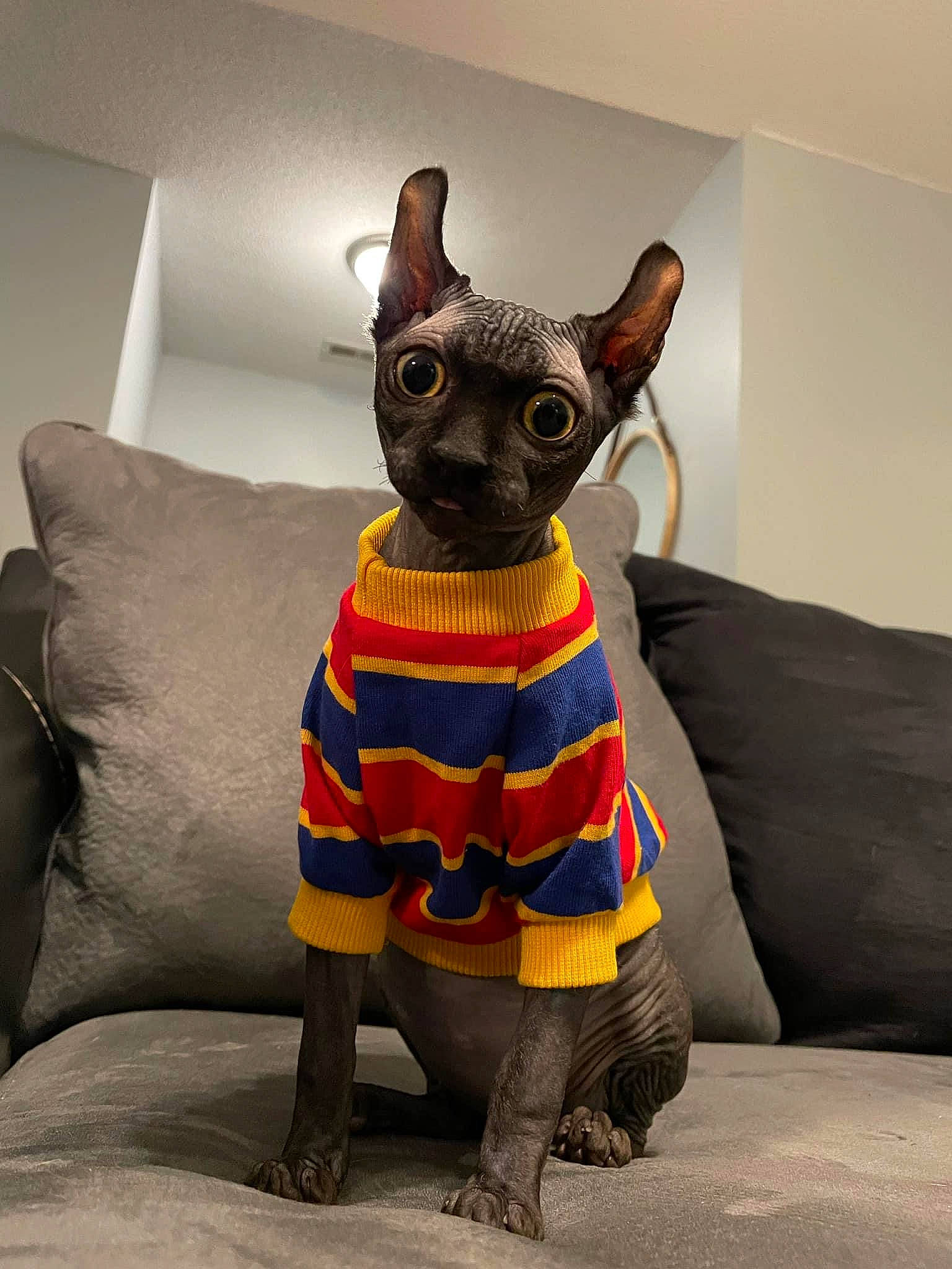 David is registered to the contest to win money with this photo: animal_figure, carnivore, comfort, companion_dog, couch, dog, dog_breed, dog_supply, fawn, felidae, grey, headgear, plush, small_to_medium_sized_cats, snout, stuffed_toy, tail, toy, whiskers, working_animal