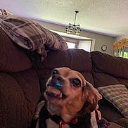 Lucy is registered to the contest to win money with this photo: dog, brown_couch, blanket, plaid_pillow, living_room, red_collar, pet, indoor, furniture, canine, cozy, expression, toy, home, window, light_fixture, carpet, cheerful, animal, domestic