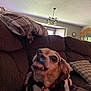 dog, brown_couch, blanket, plaid_pillow, living_room, red_collar, pet, indoor, furniture, canine, cozy, expression, toy, home, window, light_fixture, carpet, cheerful, animal, domestic