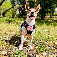 Kally a rejoint le concours — aidez-le/la à gagner de superbes lots ! dog, canine, pet, outdoor, nature, forest, grass, leaves, sunlight, harness, animal, happy, tongue_out, ears_up, walking, daytime, greenery, smiling, standing, adventure