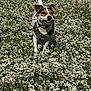dog, field, flowers, stick, outdoor, nature, grass, pet, happy, running, daylight, spring, canine, playful, animal, flora, greenery, sunlight, walk, adventure