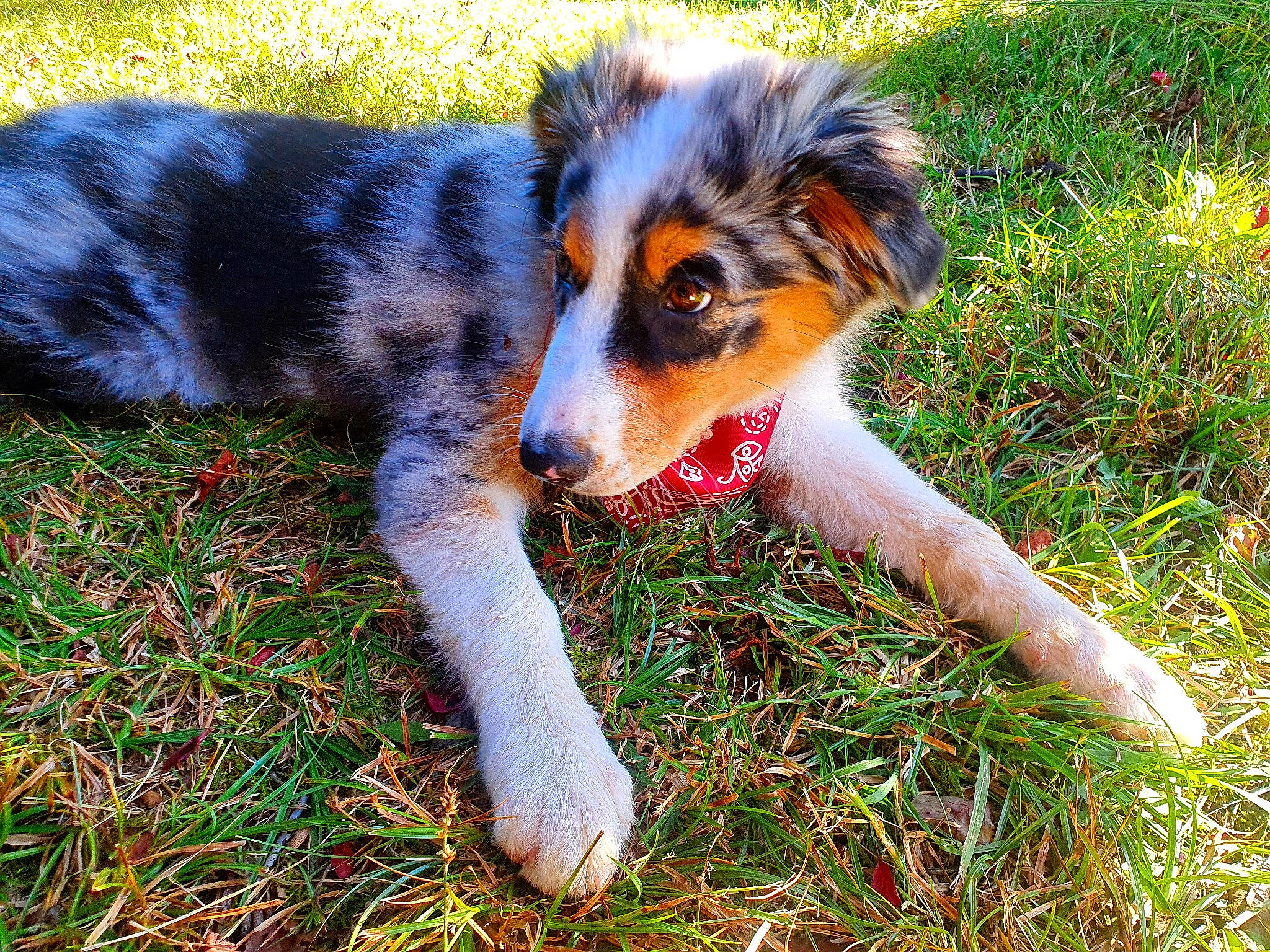 Sya participe au concours pour gagner de l'argent avec cette photo : art, carnivore, companion_dog, dog, dog_breed, fur, grass, groundcover, herding_dog, people_in_nature, plant, terrestrial_animal, whiskers, working_dog