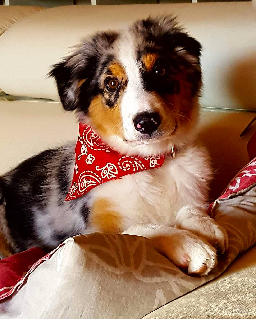 Sya a rejoint le concours — aidez-le/la à gagner de superbes lots ! ancient_dog_breeds, ball, canidae, carnivore, companion_dog, dog, dog_breed, dog_supply, fur, snout, sporting_group, terrestrial_animal, toy_dog, whiskers, working_animal, working_dog