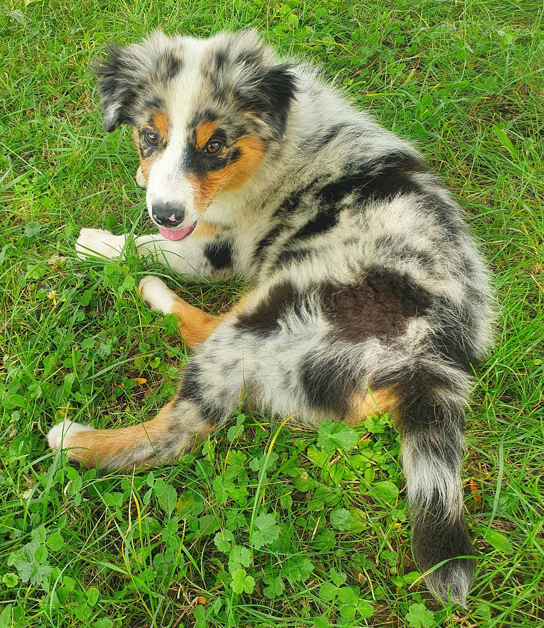 Sya participe au concours pour gagner de l'argent avec cette photo : australian_shepherd, canidae, carnivore, companion_dog, dog, dog_breed, fur, grass, plant, snout, sporting_group, tail, terrestrial_animal, wildlife, working_dog