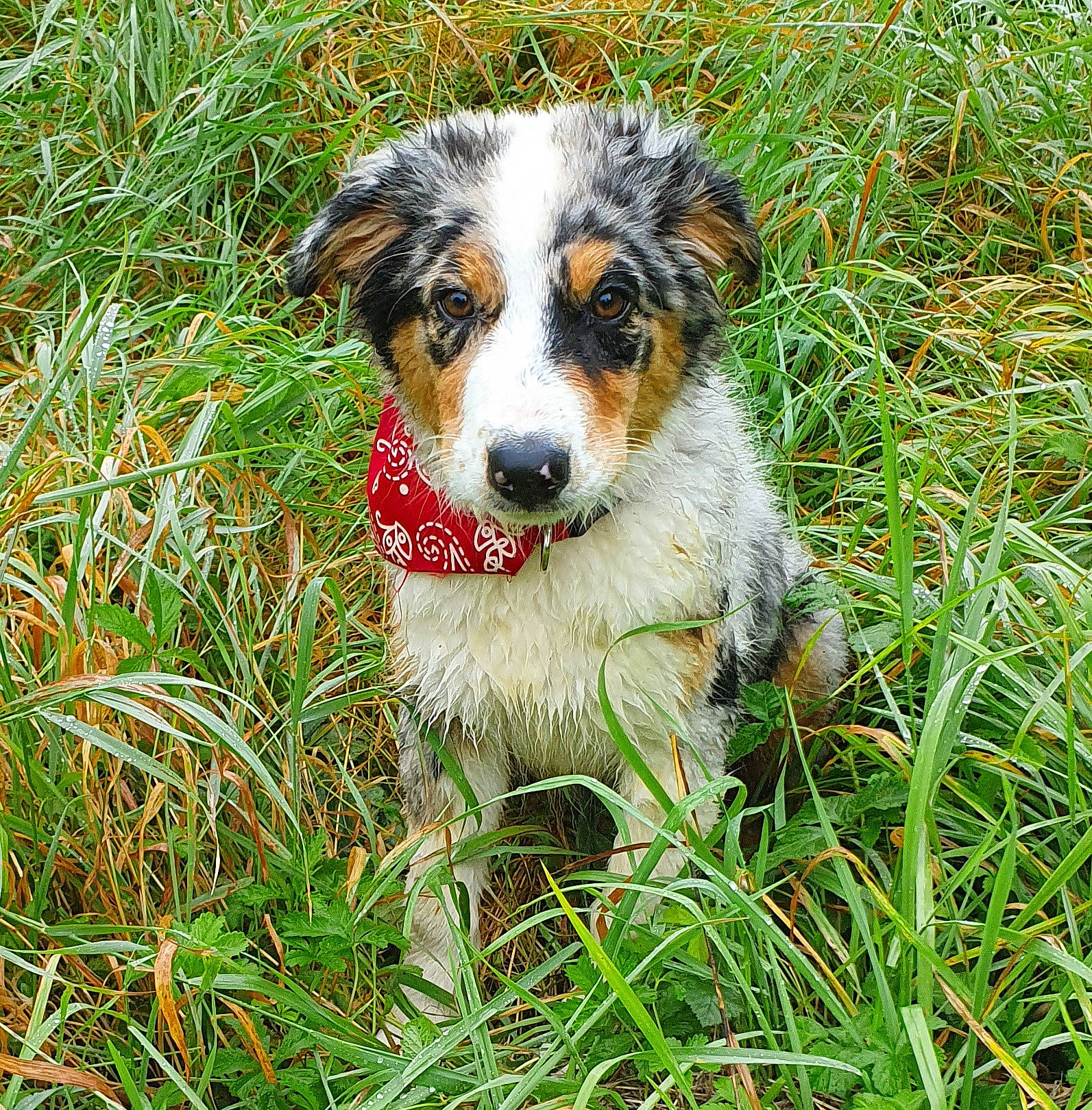 Sya participe au concours pour gagner de l'argent avec cette photo : canidae, carnivore, companion_dog, dog, dog_breed, grass, grassland, groundcover, herding_dog, natural_landscape, people_in_nature, plant, puppy, sporting_group, terrestrial_animal, terrestrial_plant, texas_heeler, whiskers, working_animal, working_dog