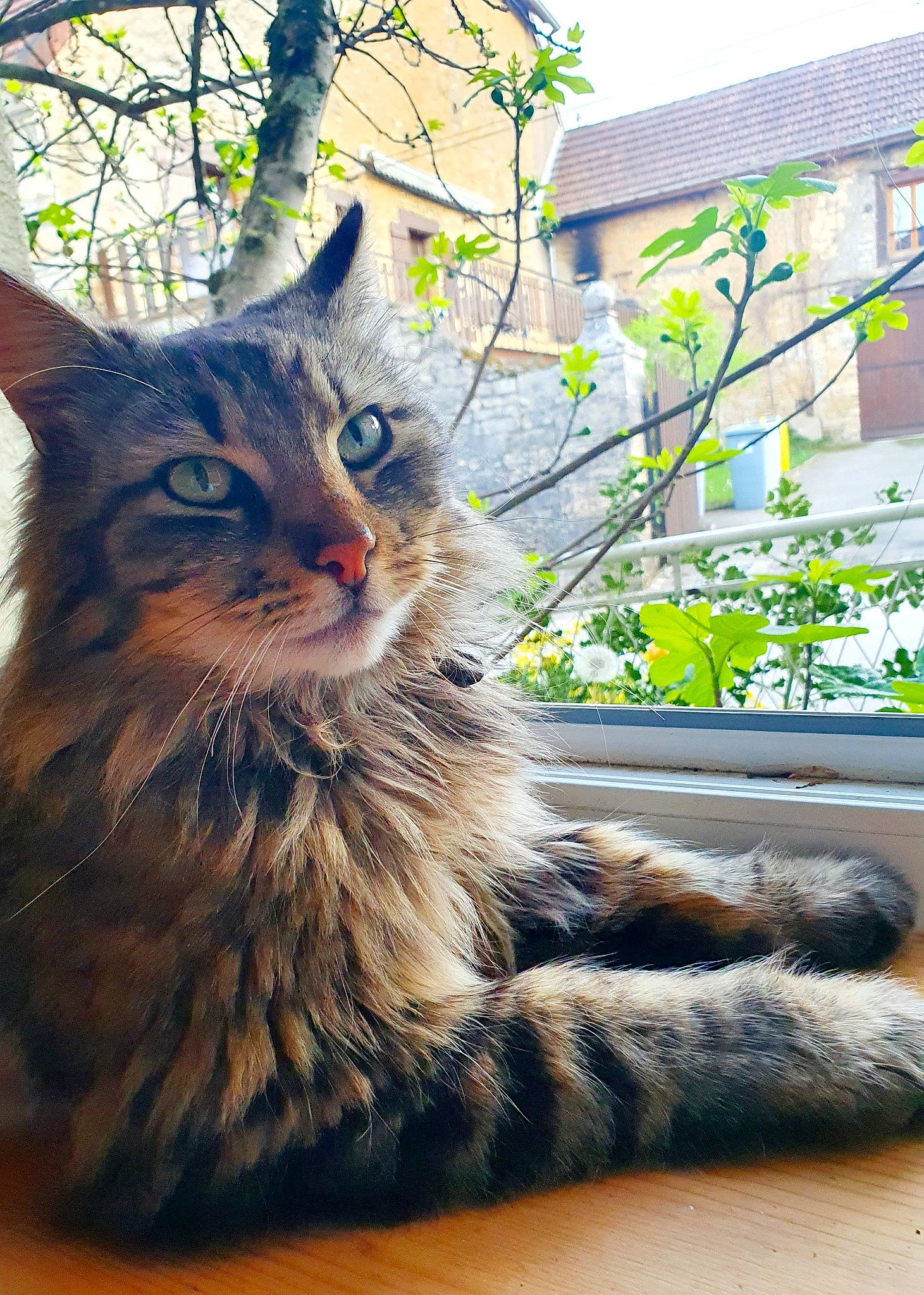 Nayan a rejoint le concours — aidez-le/la à gagner de superbes lots ! branch, carnivore, cat, domestic_short_haired_cat, felidae, flowerpot, fur, grass, houseplant, maine_coon, paw, plant, small_to_medium_sized_cats, snout, tail, tree, twig, whiskers, window, wood