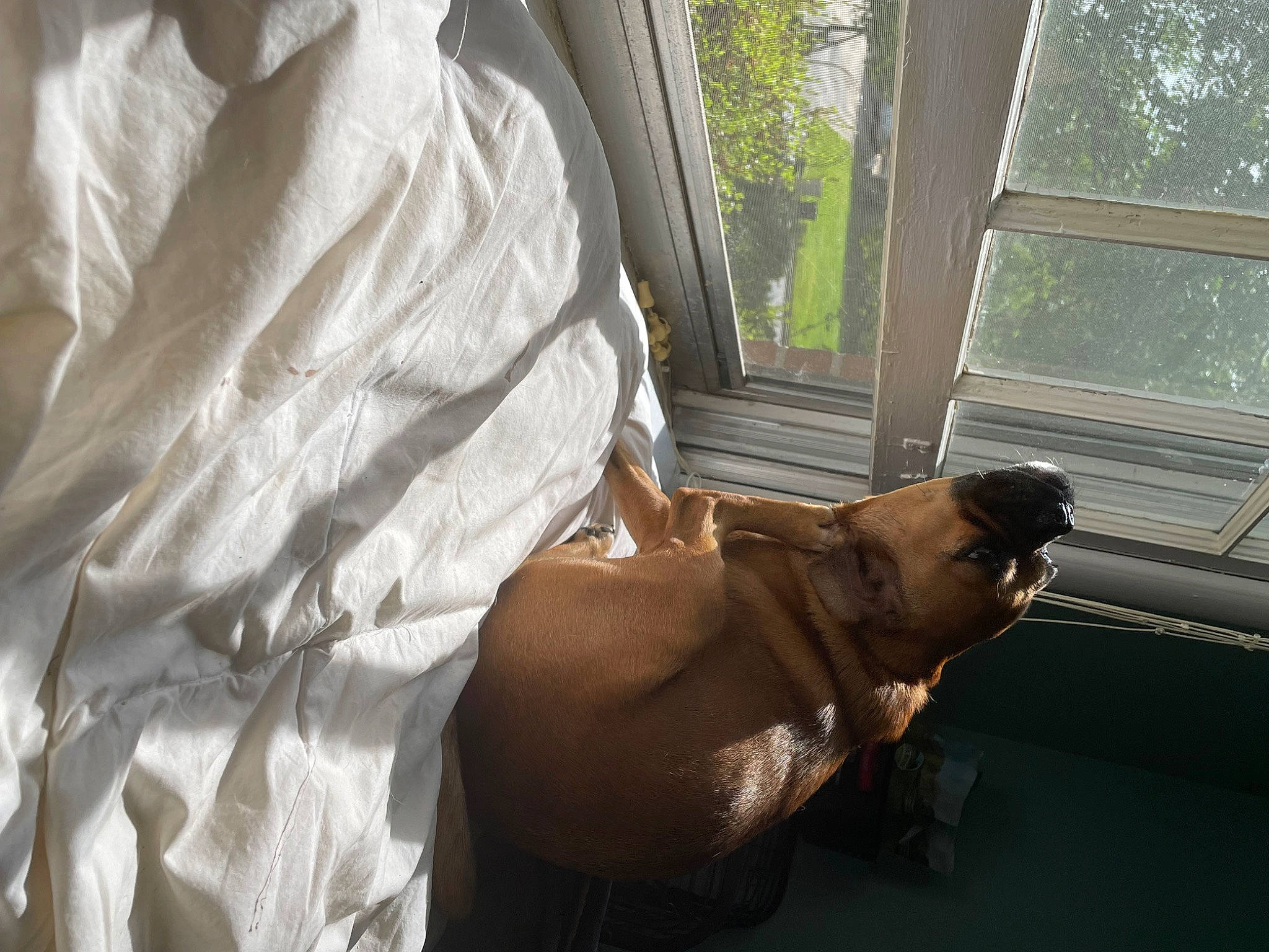 Bailey joined the competition — help win amazing prizes! canidae, carnivore, comfort, companion_dog, dog, dog_breed, door, elbow, fawn, felidae, linens, reptile, room, sporting_group, terrestrial_animal, tree, vehicle_door, window, wood, wrist