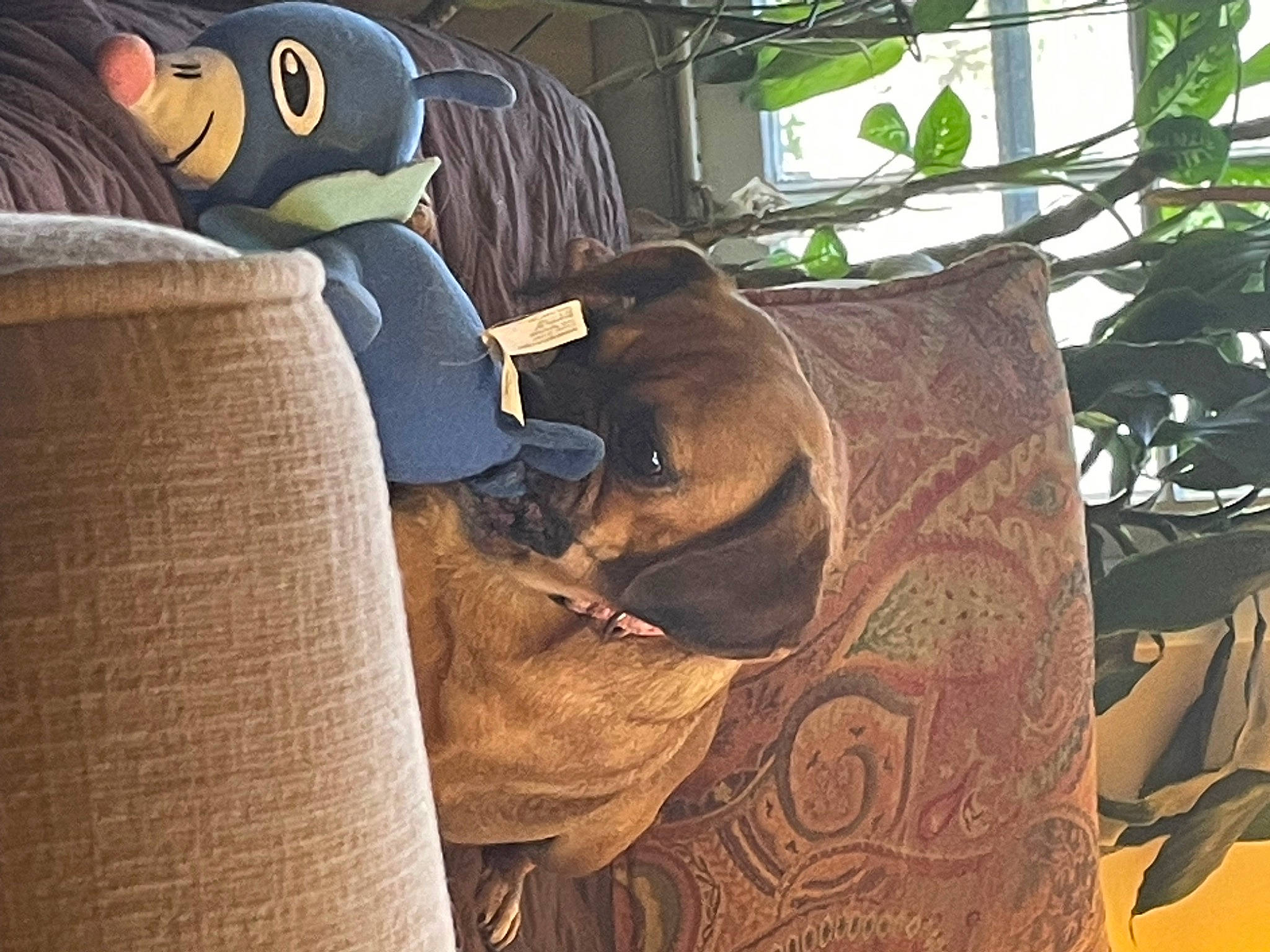 Bailey joined the competition — help win amazing prizes! carnivore, comfort, companion_dog, dog_breed, fawn, felidae, fur, linens, organism, plant, plush, small_to_medium_sized_cats, stuffed_toy, terrestrial_animal, textile, toy, tree, wildlife, wood, working_animal