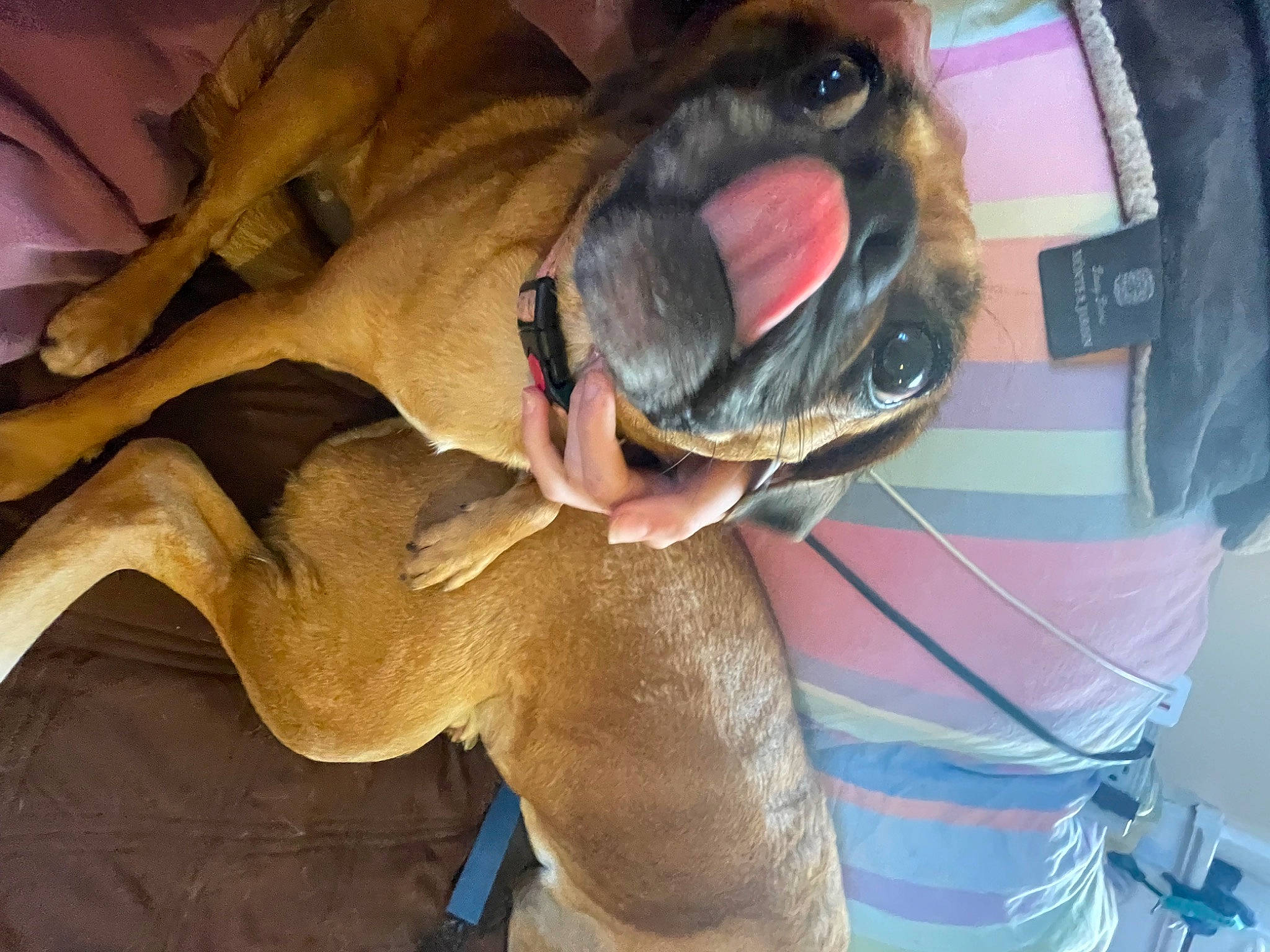 Bailey joined the competition — help win amazing prizes! canidae, carnivore, collar, companion_dog, dog, dog_breed, dog_supply, eyewear, fawn, fur, goggles, guard_dog, jaw, paw, personal_protective_equipment, snout, sporting_group, sunglasses, whiskers, working_animal