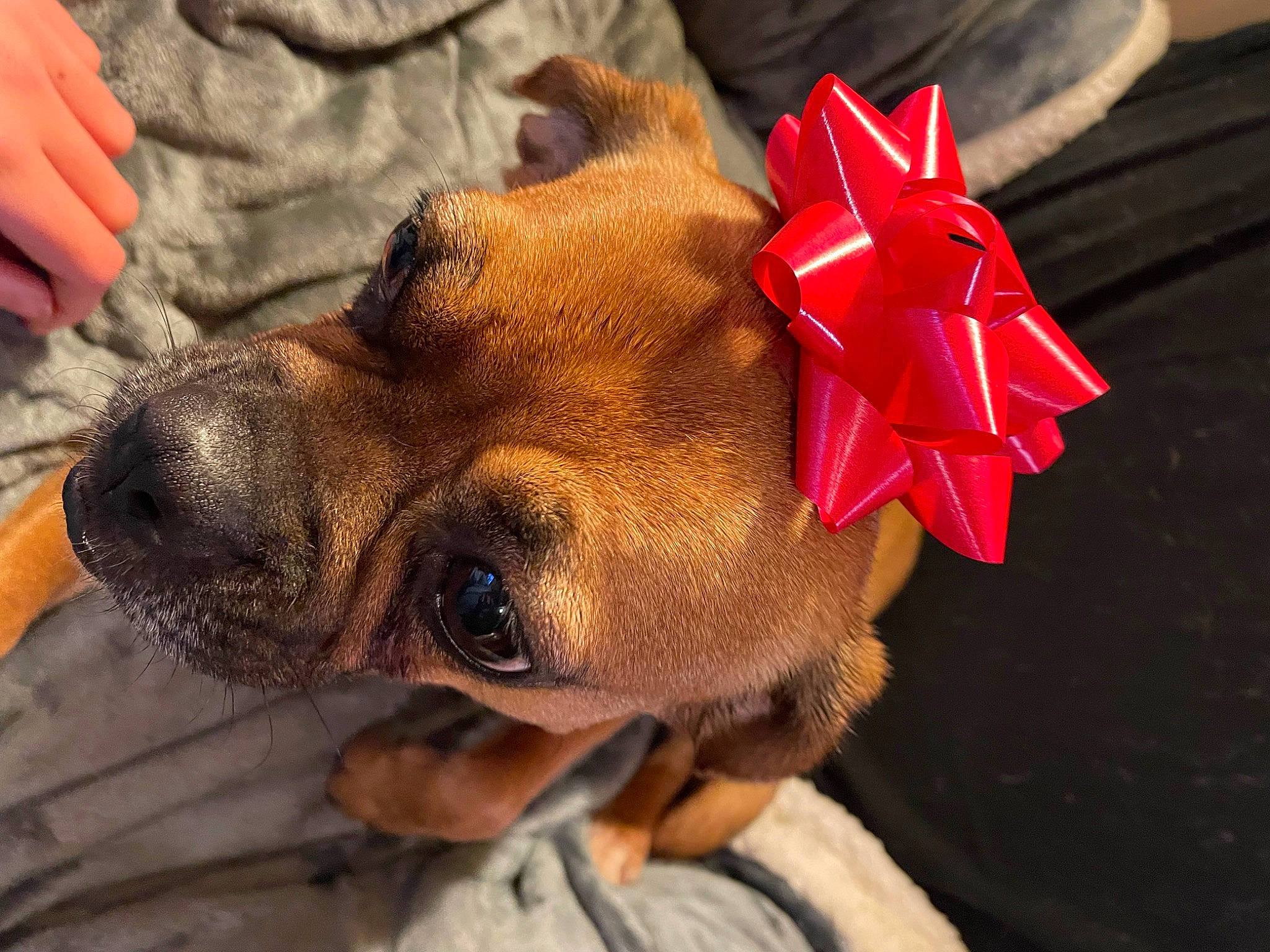 Bailey joined the competition — help win amazing prizes! canidae, carmine, carnivore, companion_dog, dog, dog_breed, ear, fashion_accessory, fawn, flower, fur, nail, plant, snout, sporting_group, sunglasses, whiskers, working_animal, wrinkle, wrist