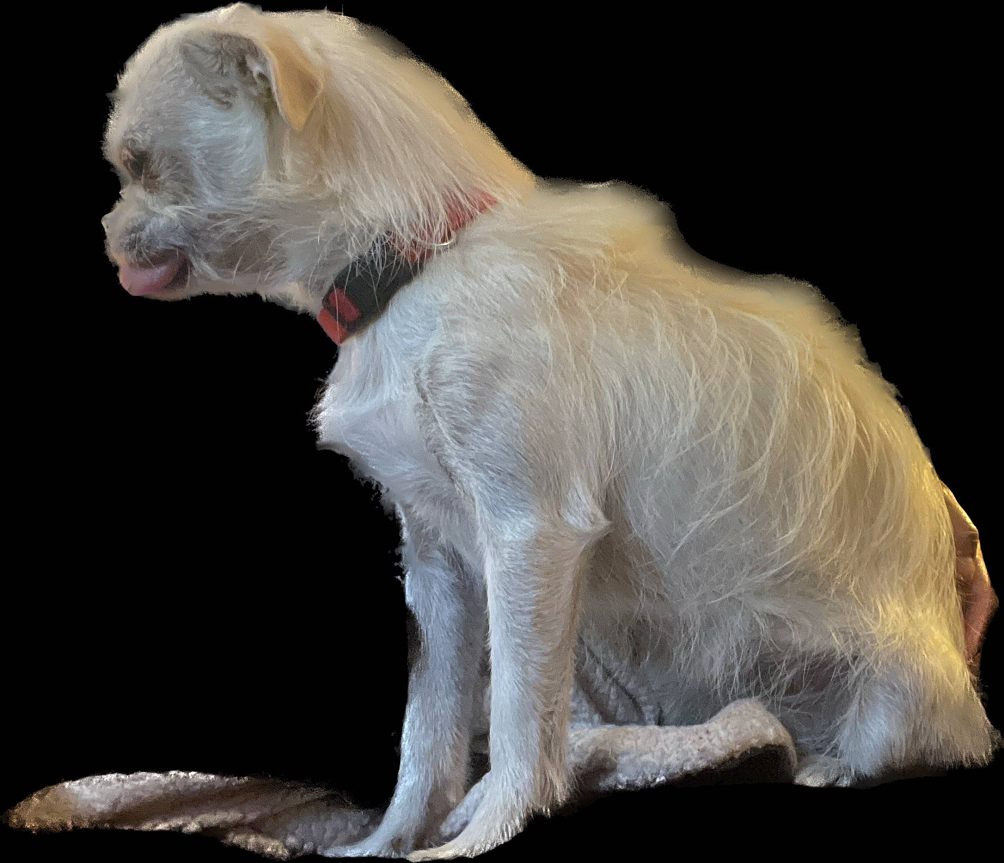 Birdie is registered to the contest to win money with this photo: canidae, carnivore, companion_dog, dog, dog_breed, fawn, fur, liver, pet_supply, sporting_group, tail, terrestrial_animal, working_animal