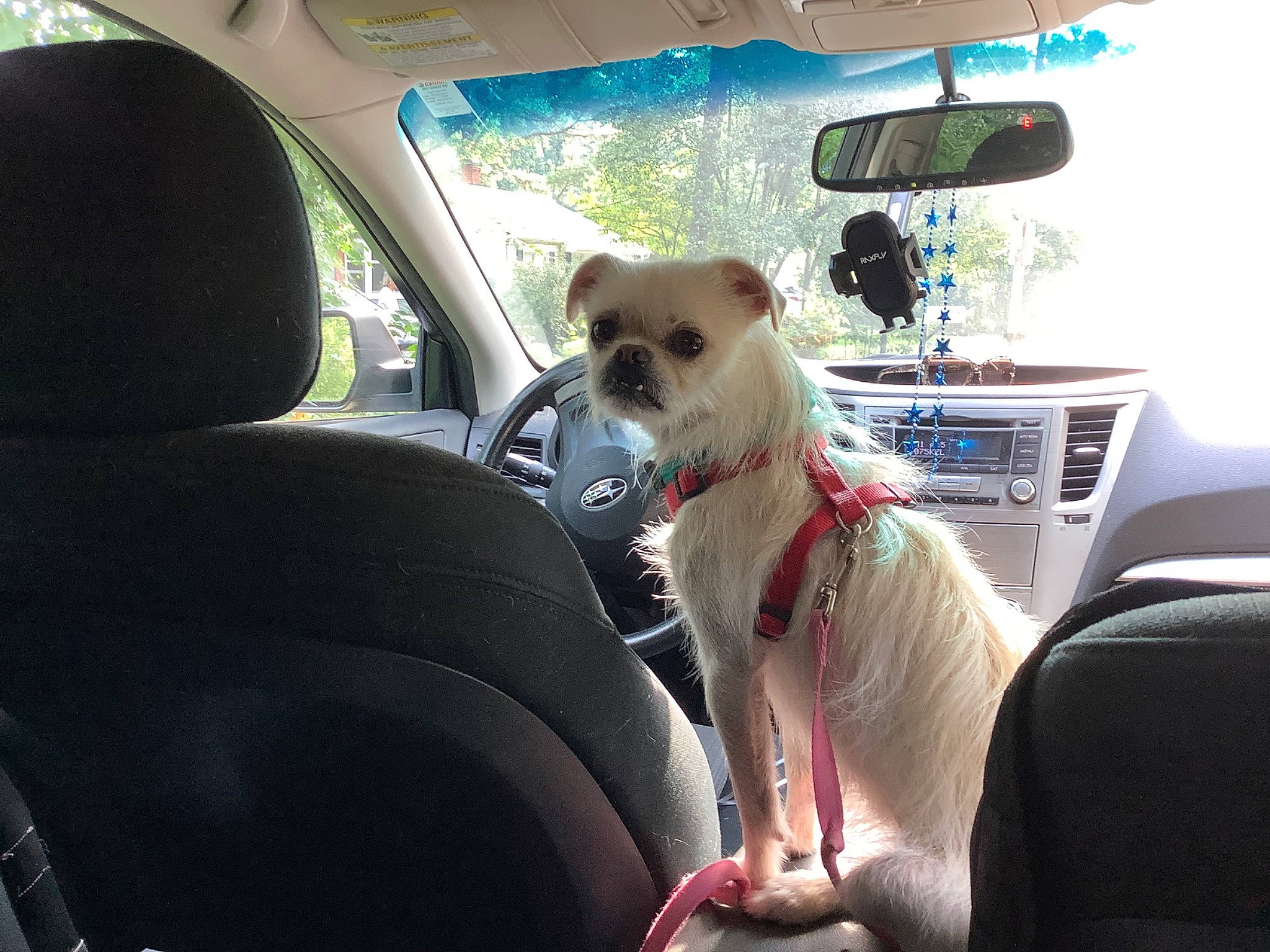 Birdie joined the competition — help win amazing prizes! automotive_design, automotive_exterior, automotive_mirror, car, car_seat, carnivore, companion_dog, dog, dog_breed, fawn, land_vehicle, mirror, mode_of_transport, motor_vehicle, personal_luxury_car, rear_view_mirror, sunglasses, vehicle, vehicle_door, window