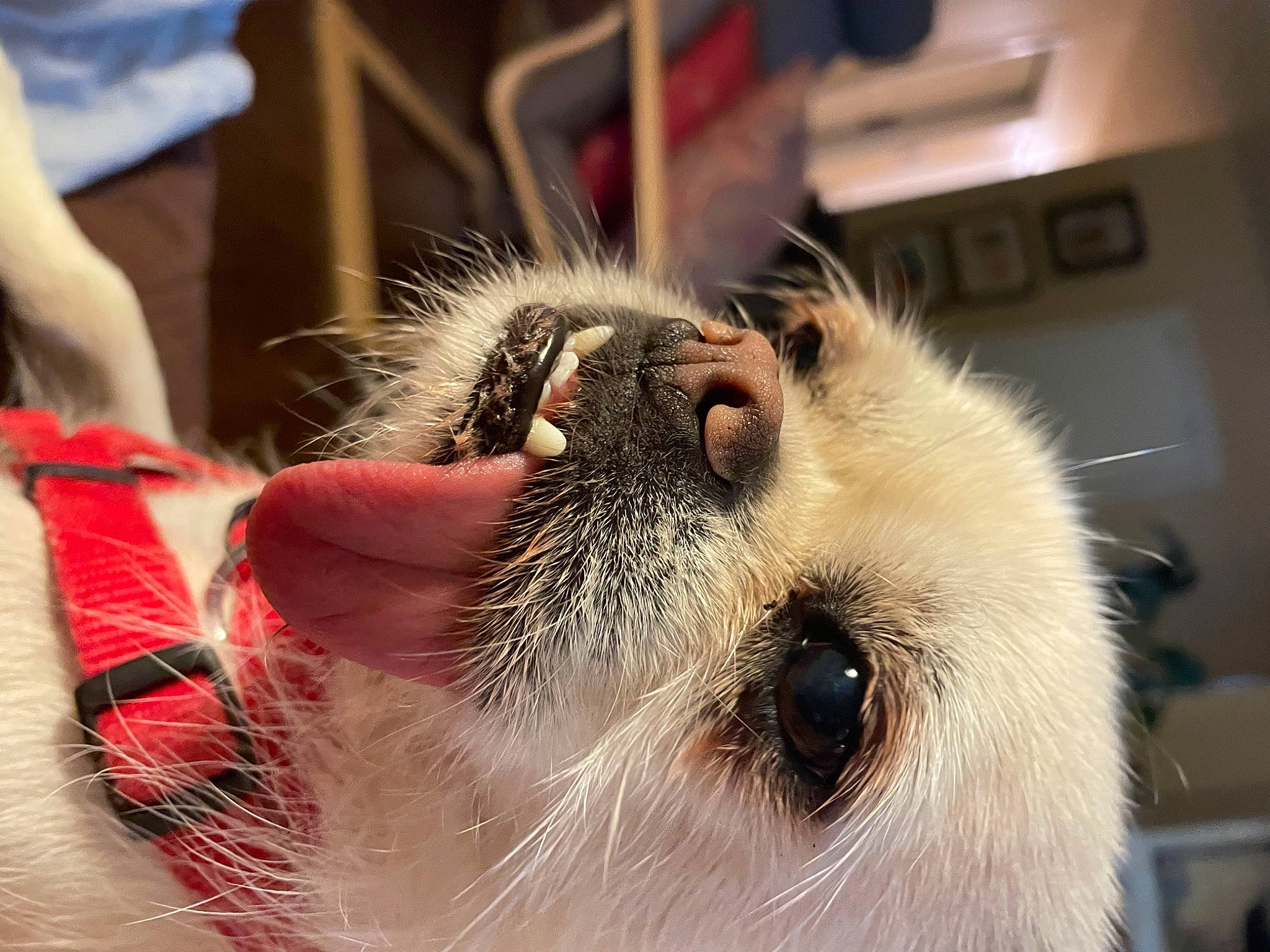Birdie joined the competition — help win amazing prizes! canidae, carnivore, claw, companion_dog, dog, dog_breed, ear, eye, eyelash, eyewear, fang, fawn, felidae, fur, paw, small_to_medium_sized_cats, snout, sporting_group, whiskers, working_animal