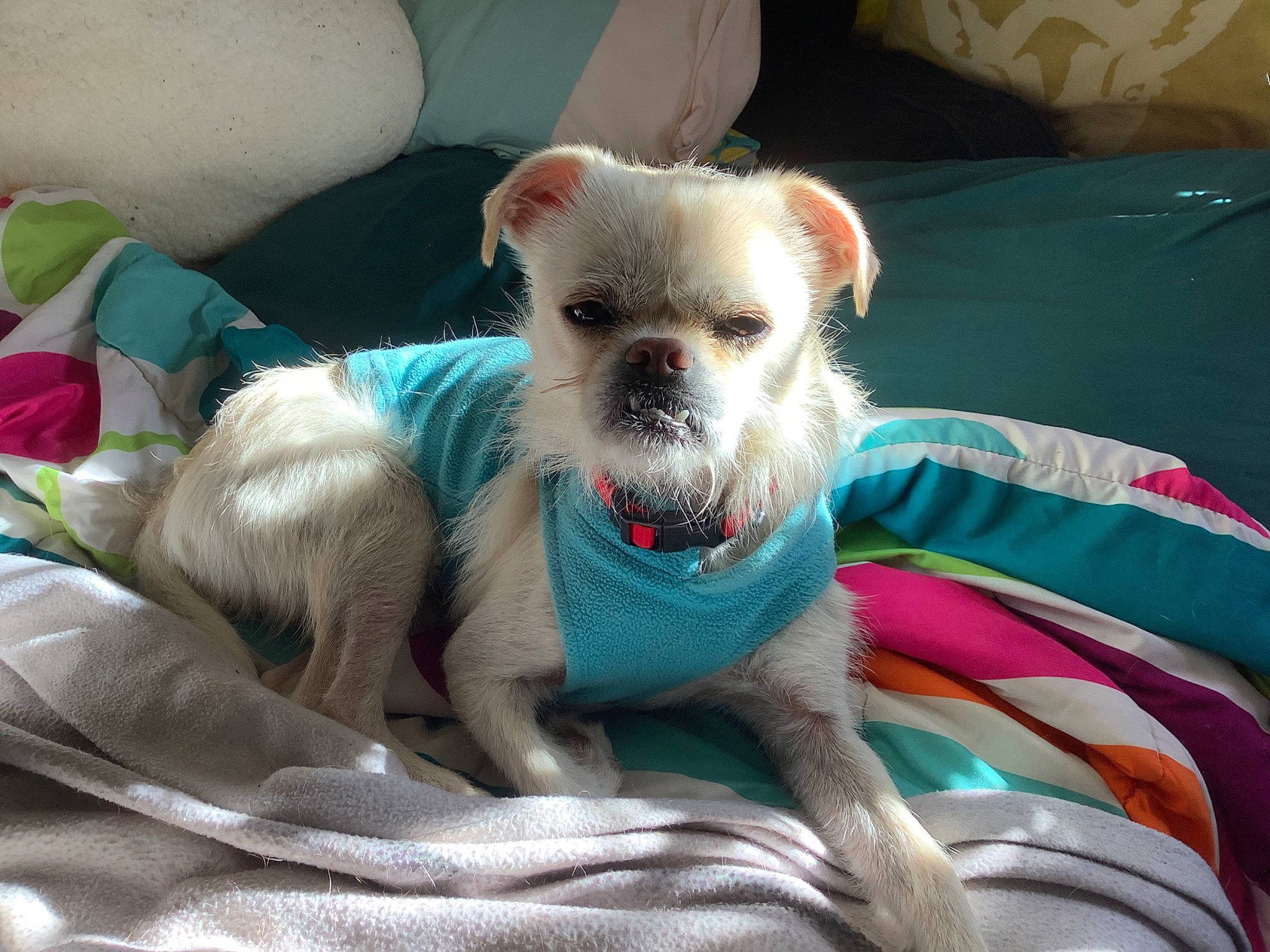 Birdie is registered to the contest to win money with this photo: canidae, carnivore, comfort, companion_dog, couch, dog, dog_breed, dog_clothes, dog_supply, fawn, fur, laptop, non_sporting_group, small_terrier, snout, sporting_group, terrier, toy_dog, whiskers, working_animal