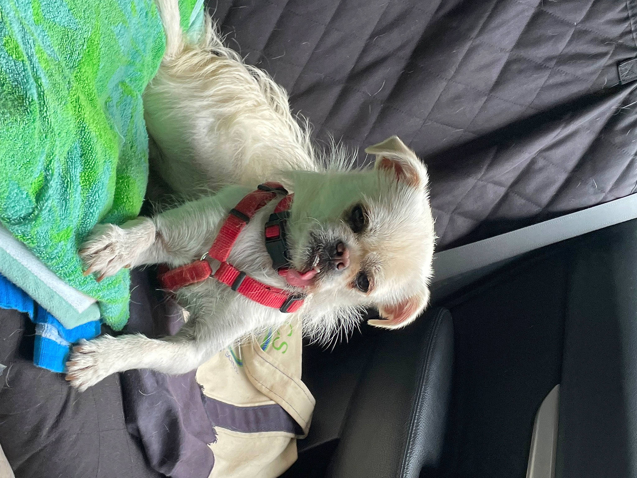 Birdie joined the competition — help win amazing prizes! canidae, carnivore, claw, cockatoo, companion_dog, dog, dog_breed, fawn, felidae, fur, paw, small_terrier, small_to_medium_sized_cats, snout, sporting_group, stuffed_toy, tail, textile, toy_dog, whiskers