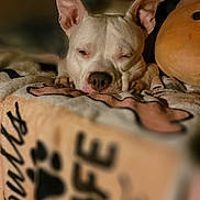 Echo is registered to the contest to win money with this photo: dog, white_dog, sleeping, blanket, cozy, ears, pet, animal, resting, indoors, soft, warm_lighting, close_up, snug, cute, companion, fur, relaxed, cuddly, comfort