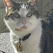 Ruby a rejoint le concours — aidez-le/la à gagner de superbes lots ! cat, close_up, portrait, green_eyes, whiskers, collar, tags, indoor, sunlight, feline, pet, fur, patterned_surface, plant, calm, domestic_animal, animal, cute, houseplant, relaxed