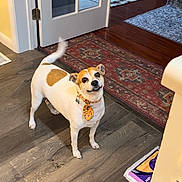 Bubbers is registered to the contest to win money with this photo: animal, brown_and_white_dog, companion, cute, dog, domestic, door, flooring, glass_paneled_door, happy, home, household, indoor, orange_necktie, pet, rug, small_dog, smiling, tail_wagging, wooden_floor