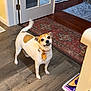 animal, brown_and_white_dog, companion, cute, dog, domestic, door, flooring, glass_paneled_door, happy, home, household, indoor, orange_necktie, pet, rug, small_dog, smiling, tail_wagging, wooden_floor