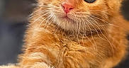 Rookie participe au concours pour gagner de l'argent avec cette photo : cat, kitten, ginger_cat, orange_fur, fluffy, pet, animal, feline, whiskers, ears, eyes, pink_nose, paw, sitting, lounging, indoor, chair, close_up, portrait, cute