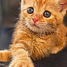 cat, kitten, ginger_cat, orange_fur, fluffy, pet, animal, feline, whiskers, ears, eyes, pink_nose, paw, sitting, lounging, indoor, chair, close_up, portrait, cute
