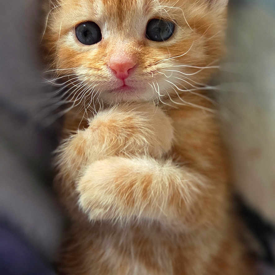 Rookie a rejoint le concours — aidez-le/la à gagner de superbes lots ! kitten, cat, orange_tabby, ginger, feline, pet, animal, portrait, close_up, sitting, crossed_paws, fluffy, whiskers, blue_eyes, pink_nose, fur, indoor, blanket, cozy, adorable