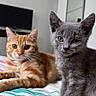 Rookie participe au concours pour gagner de l'argent avec cette photo : cat, kittens, orange_tabby, gray_cat, pets, animals, feline, sitting, lying_down, bed, bedroom, blanket, striped_bedding, indoors, portrait, looking_at_camera, ears, whiskers, television, wardrobe