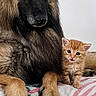 Rookie participe au concours pour gagner de l'argent avec cette photo : dog, cat, german_shepherd, kitten, puppy, pet, animal, furry, fluffy, portrait, indoors, bed, bedspread, orange_cat, black_and_tan, ears, paws, sitting, companion_animals, cute
