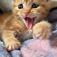 Rookie participe au concours pour gagner de l'argent avec cette photo : cat, kitten, orange_tabby, pet, animal, feline, meowing, open_mouth, raised_paw, whiskers, ears, blue_eyes, fluffy, fur, close_up, portrait, blanket, cozy, indoor, cute
