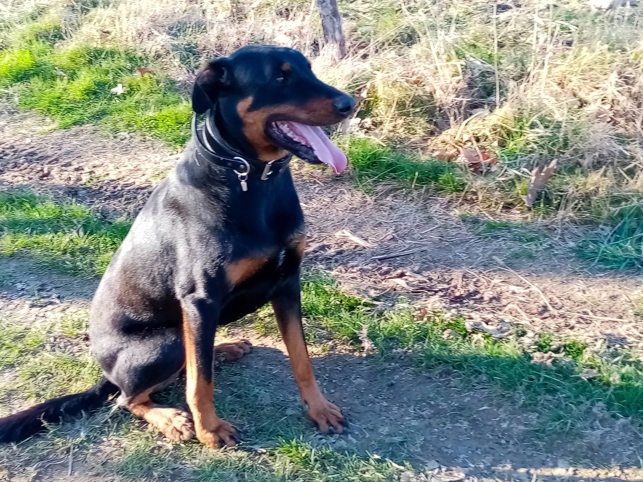 Risky a rejoint le concours — aidez-le/la à gagner de superbes lots ! austrian_black_and_tan_hound, beauceron, black_and_tan_terrier, canidae, carlin_pinscher, carnivore, dog, dog_breed, guard_dog, huntaway, hunting_dog, jagdterrier, mammal, pinscher, rare_breed_dog, rottweiler, sporting_group, tyrolean_hound, vertebrate, working_dog