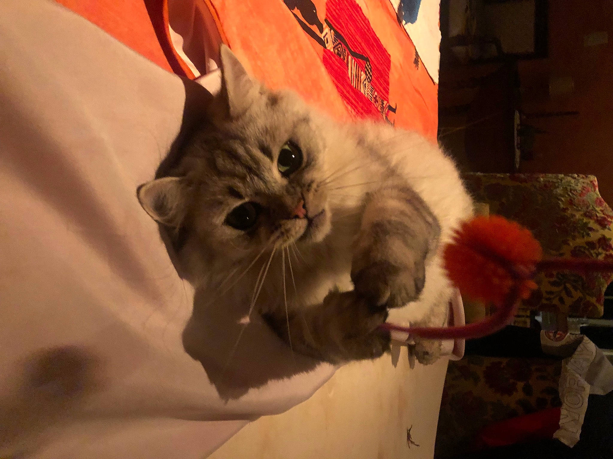 Oméga participe au concours pour gagner de l'argent avec cette photo : british_longhair, carnivore, cat, claw, event, fawn, felidae, fur, paw, plant, ragdoll, small_to_medium_sized_cats, snout, tail, whiskers