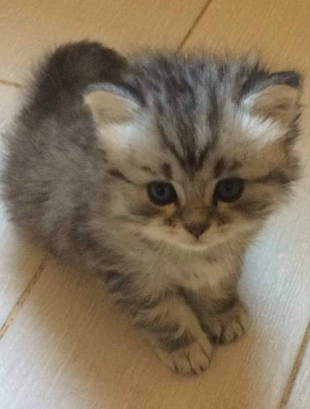 Oméga a rejoint le concours — aidez-le/la à gagner de superbes lots ! british_longhair, carnivore, cat, claw, domestic_short_haired_cat, eye, fawn, felidae, flooring, fur, hardwood, paw, small_to_medium_sized_cats, snout, tail, terrestrial_animal, whiskers, wood, wood_flooring