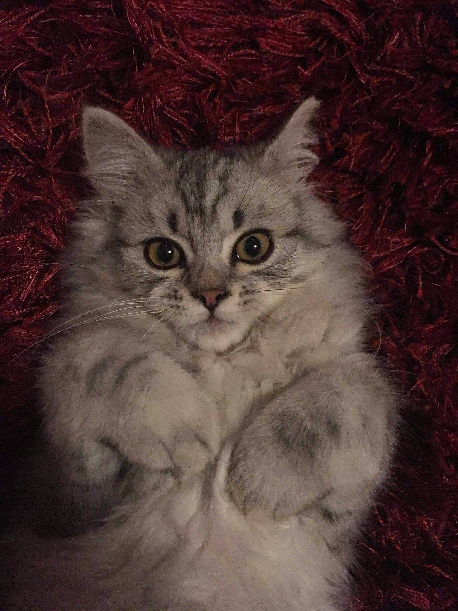 Oméga participe au concours pour gagner de l'argent avec cette photo : art, artwork, carnivore, cat, domestic_short_haired_cat, felidae, fur, grey, illustration, monochrome_photography, painting, paw, photo_caption, small_to_medium_sized_cats, snout, still_life_photography, tail, terrestrial_animal, whiskers