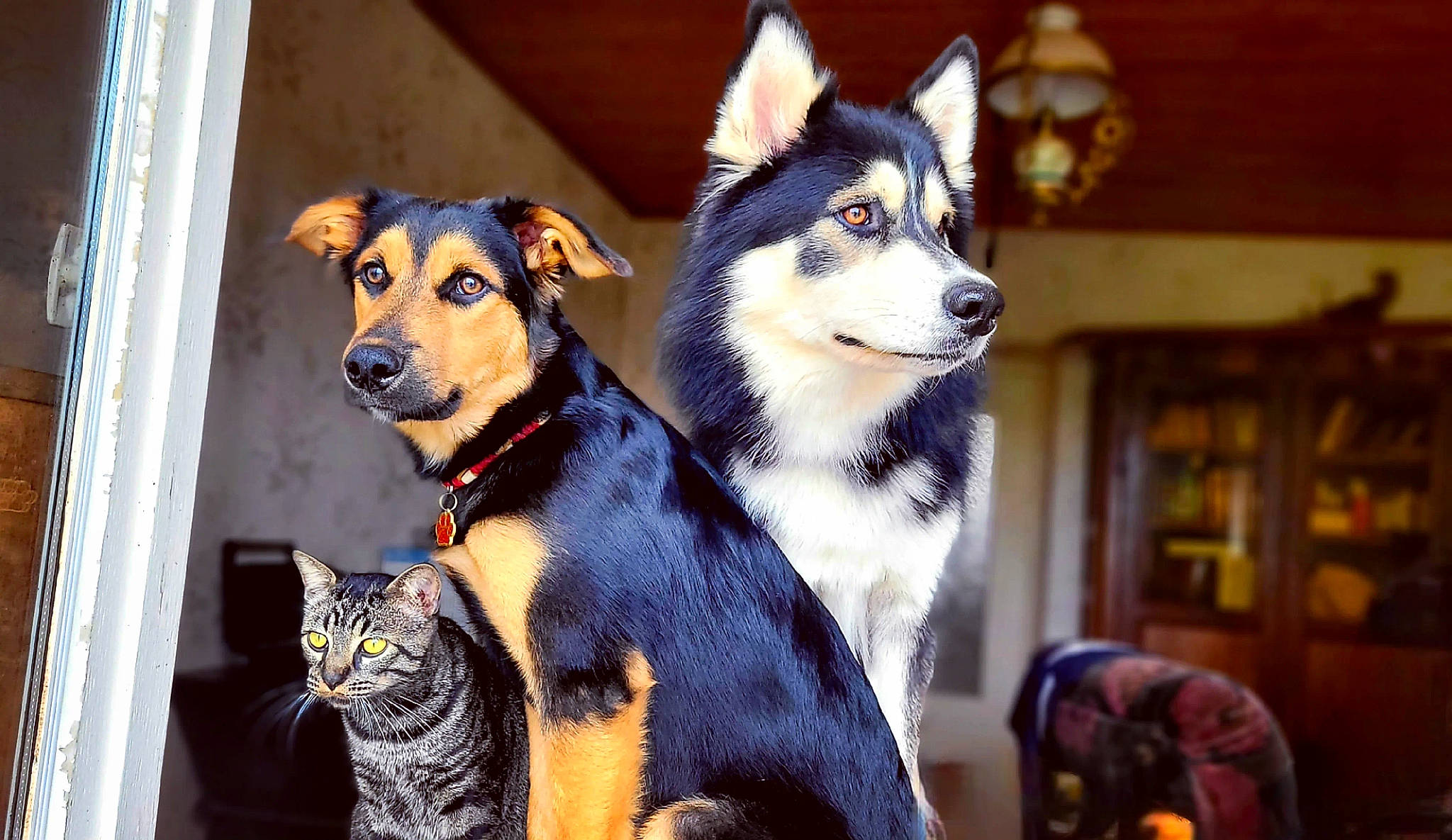 Sauronron participe au concours pour gagner de l'argent avec cette photo : art, canidae, carnivore, cat, collar, companion_dog, dog, dog_breed, dog_supply, fawn, fur, herding_dog, recreation, snout, sporting_group, tail, terrestrial_animal, whiskers, working_animal, working_dog