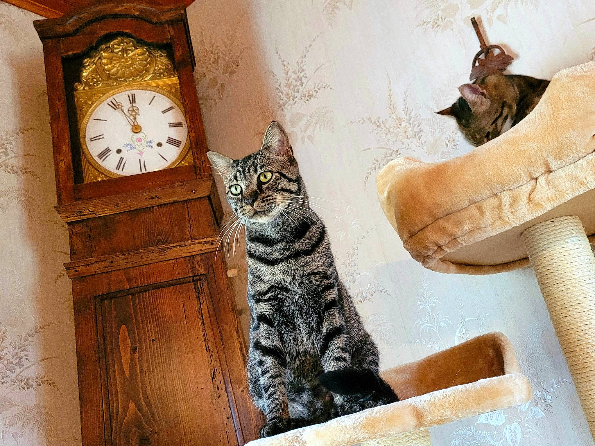 Sauronron a rejoint le concours — aidez-le/la à gagner de superbes lots ! carnivore, cat, clock, comfort, domestic_short_haired_cat, door, felidae, fur, linens, pattern, paw, quartz_clock, room, shelf, small_to_medium_sized_cats, tail, throw_pillow, whiskers, window, wood