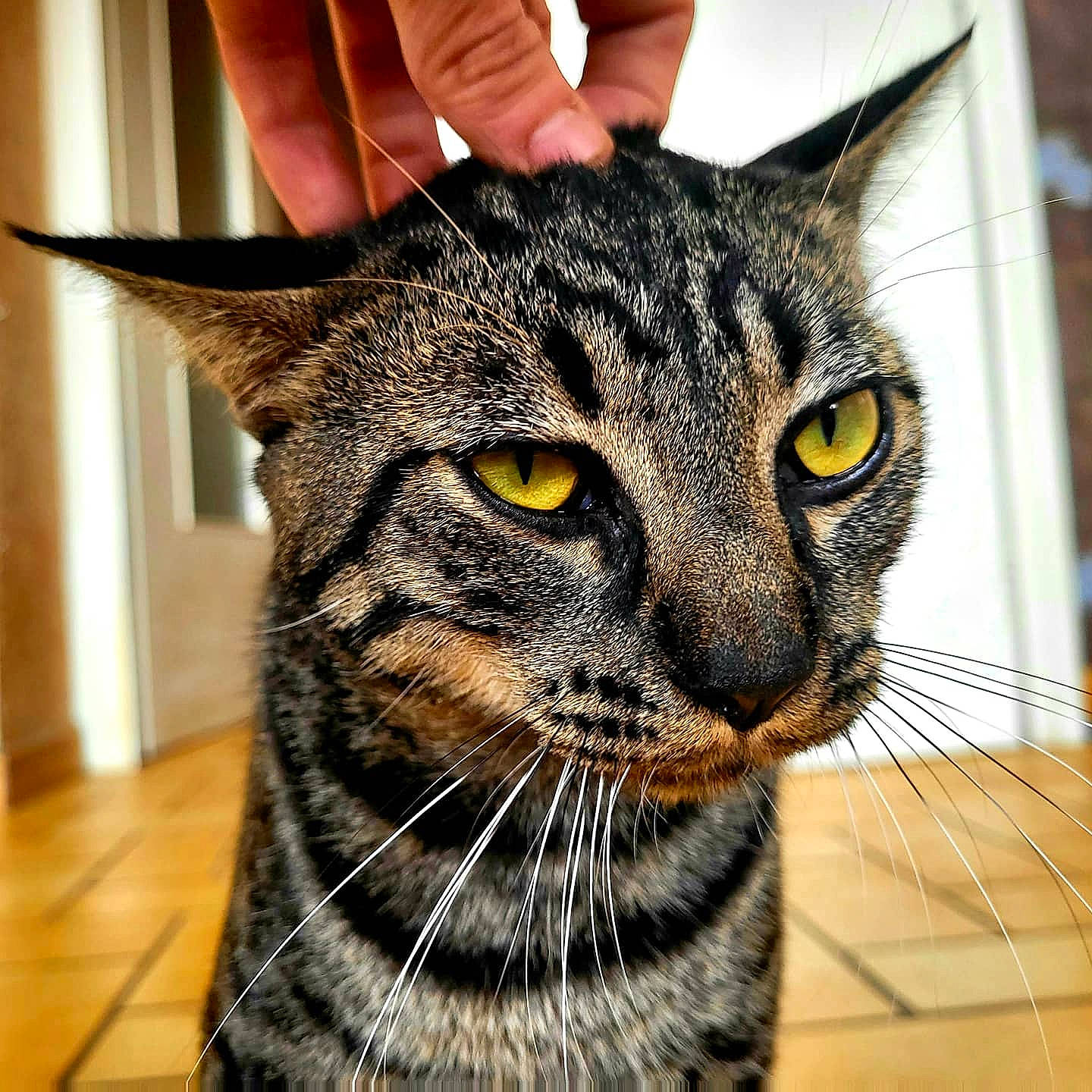 Sauronron participe au concours pour gagner de l'argent avec cette photo : carnivore, cat, domestic_short_haired_cat, ear, eye, felidae, fur, small_to_medium_sized_cats, snout, terrestrial_animal, whiskers, wildlife, window