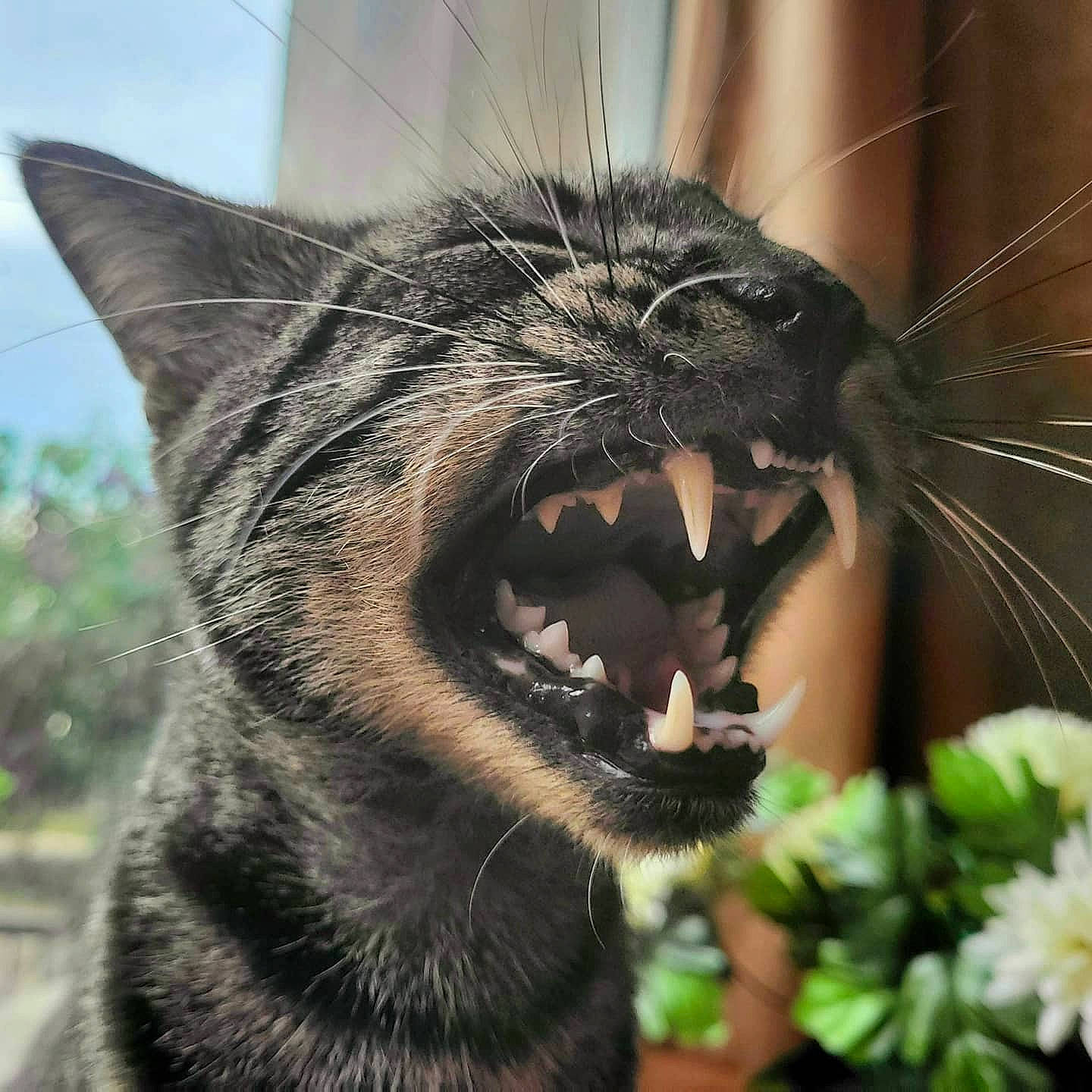 Sauronron participe au concours pour gagner de l'argent avec cette photo : carnivore, cat, claw, domestic_short_haired_cat, fang, felidae, flowerpot, fur, grass, houseplant, jaw, plant, roar, small_to_medium_sized_cats, snout, terrestrial_animal, whiskers, wildlife, window, yawn