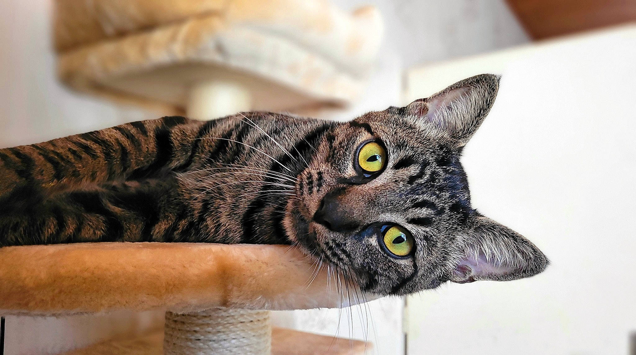 Sauronron a rejoint le concours — aidez-le/la à gagner de superbes lots ! carnivore, cat, claw, domestic_short_haired_cat, felidae, fur, paw, small_to_medium_sized_cats, snout, terrestrial_animal, whiskers, wildlife, window