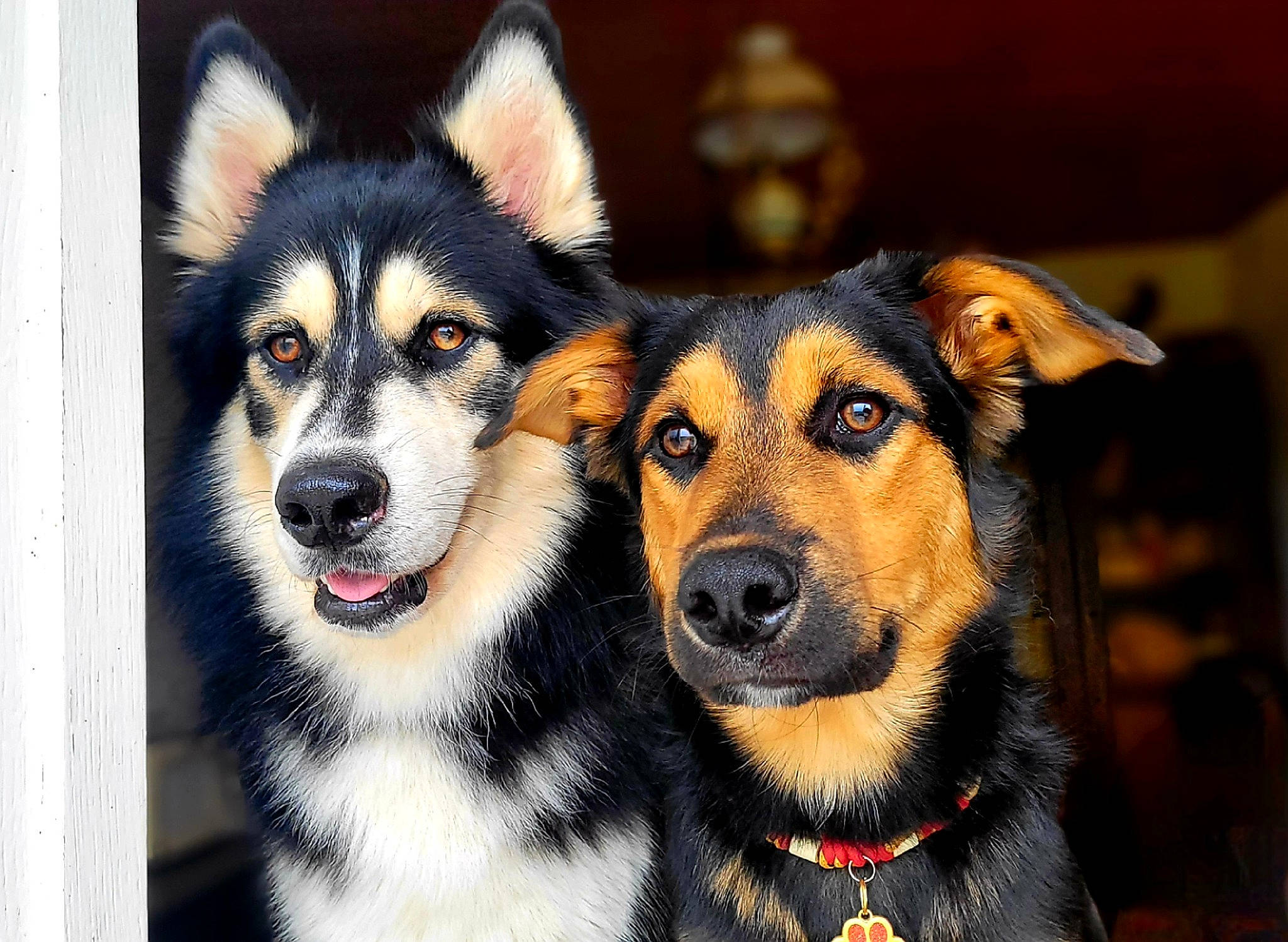 Kaïdo participe au concours pour gagner de l'argent avec cette photo : ancient_dog_breeds, canidae, carnivore, collar, companion_dog, dog, dog_breed, dog_collar, fur, guard_dog, happy, plant, snout, sporting_group, terrestrial_animal, tree, whiskers, window, working_animal, working_dog