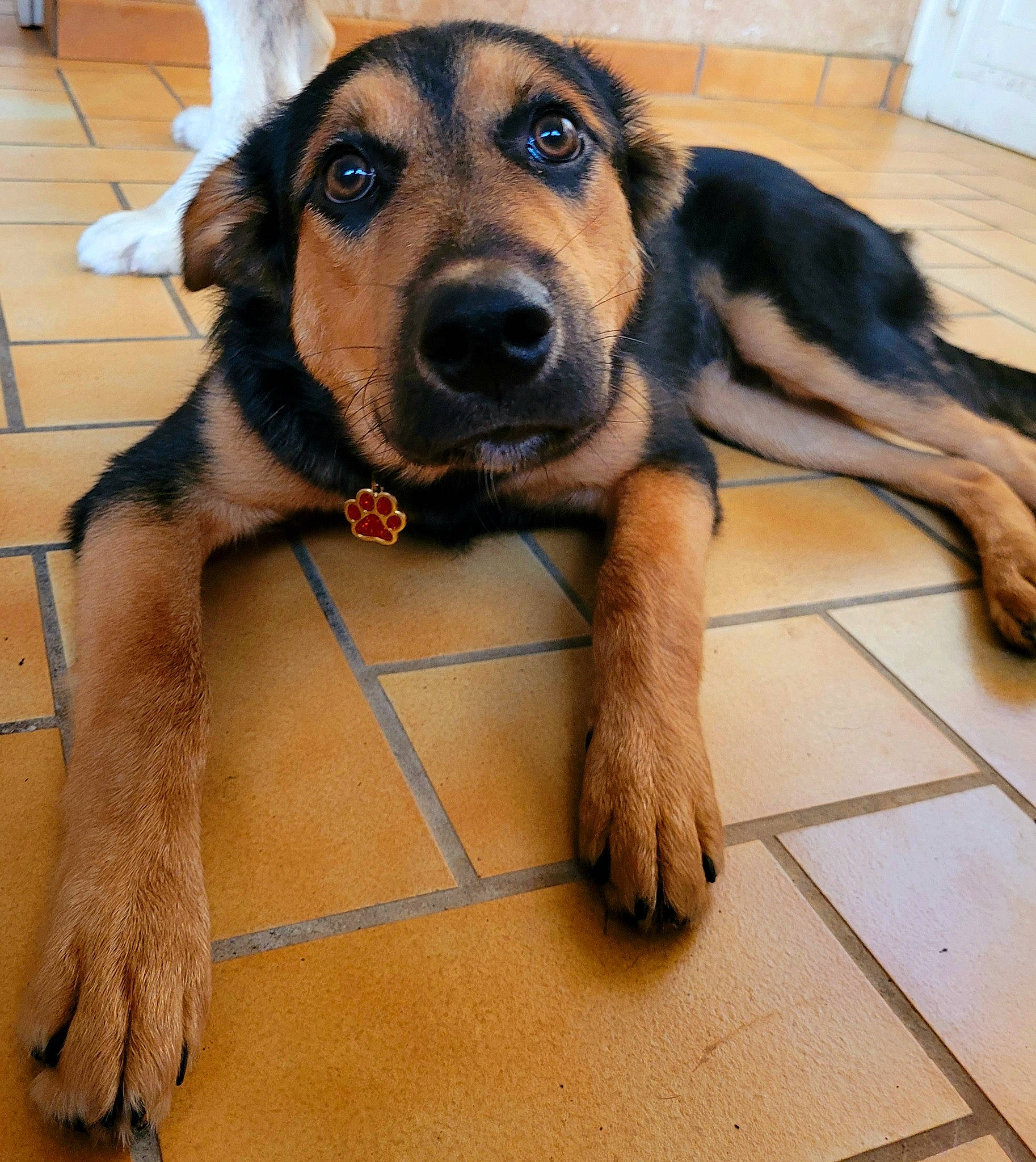 Kaïdo participe au concours pour gagner de l'argent avec cette photo : canidae, carnivore, companion_dog, curtain, dog, dog_breed, fawn, flooring, foot, fur, german_shepherd_dog, guard_dog, old_german_shepherd_dog, paw, snout, sporting_group, terrestrial_animal, working_animal, working_dog