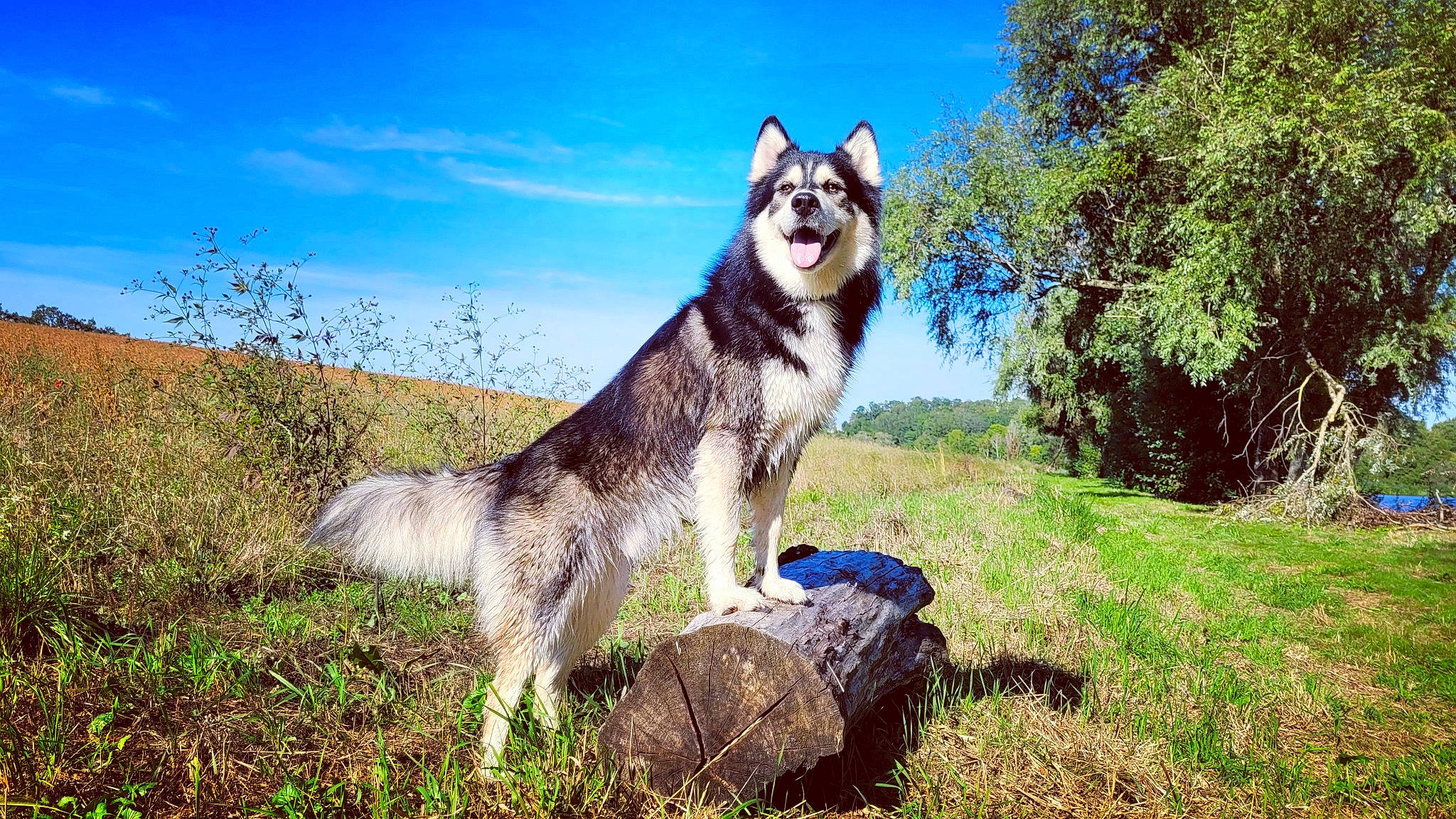 Onyx a rejoint le concours — aidez-le/la à gagner de superbes lots ! canidae, carnivore, cloud, companion_dog, dog, dog_breed, dog_hiking, dog_supply, electric_blue, fawn, grass, grassland, landscape, natural_landscape, plant, sky, sporting_group, tail, tree, working_animal