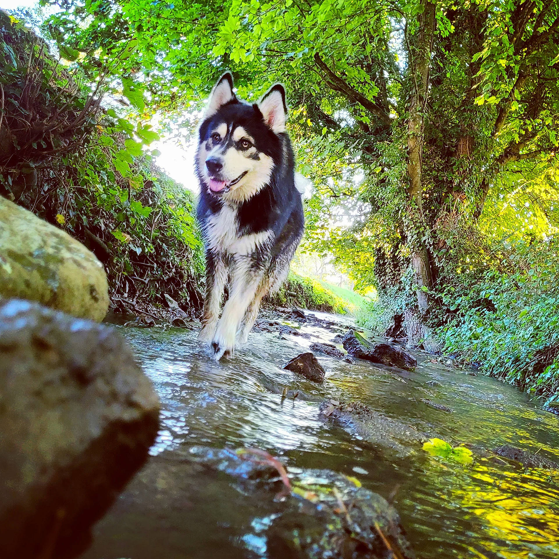 Onyx a rejoint le concours — aidez-le/la à gagner de superbes lots ! art, canidae, carnivore, companion_dog, dog, dog_breed, fawn, fluvial_landforms_of_streams, forest, herding_dog, natural_landscape, plant, recreation, sporting_group, stream, tail, tree, water, wood, working_animal